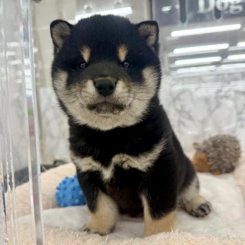 埼玉県の柴犬(標準サイズ) (NICO PET 三郷店/2025年11月25日生まれ/女の子/黒)の子犬の2枚目の画像