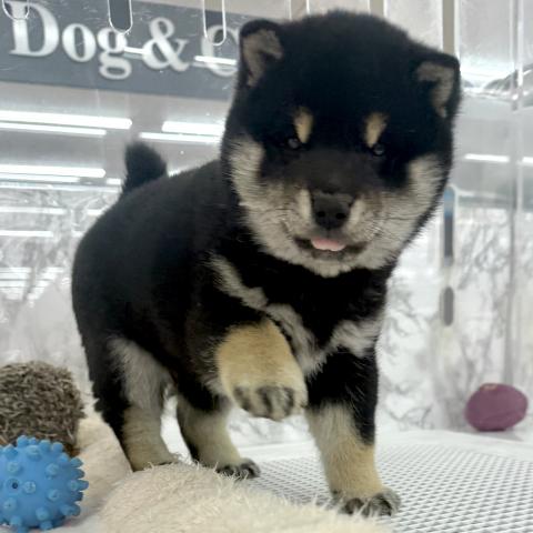 埼玉県の柴犬(標準サイズ) (NICO PET 三郷店/2025年11月25日生まれ/女の子/黒)の子犬の3枚目の画像