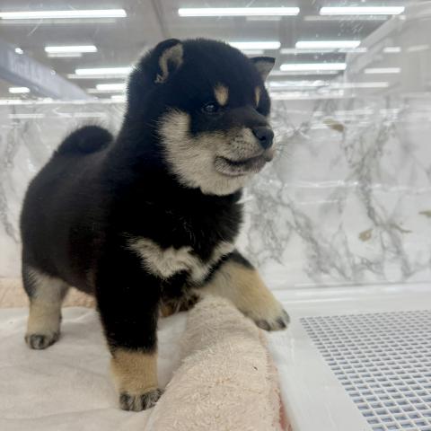 埼玉県の柴犬(標準サイズ) (NICO PET 三郷店/2025年11月25日生まれ/女の子/黒)の子犬の4枚目の画像