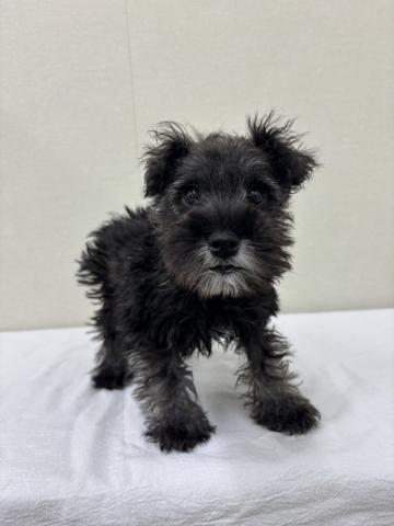 富山県のミニチュアシュナウザー (ペットアミ宮野店/2025年11月8日生まれ/男の子/ソルトペッパー)の子犬