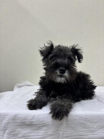 富山県のミニチュアシュナウザー (ペットアミ宮野店/2025年11月8日生まれ/男の子/ソルトペッパー)の子犬の2枚目の画像