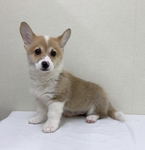 富山県のウェルシュコーギーペンブローク (ペットアミ宮野店/2025年12月29日生まれ/男の子/レッドホワイト)の子犬