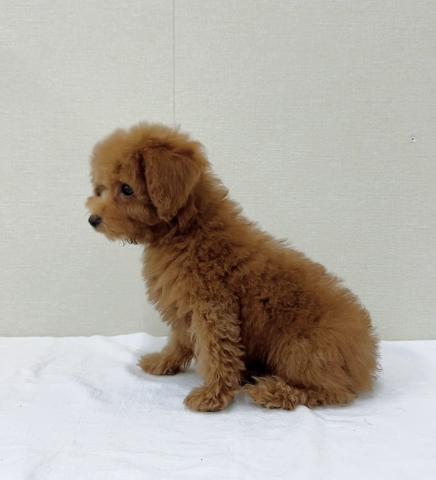 富山県のトイプードル(トイ) (ペットアミ宮野店/2026年10月24日生まれ/男の子/レッド)の子犬の2枚目の画像