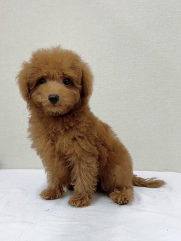 富山県のトイプードル(トイ) (ペットアミ宮野店/2026年10月24日生まれ/男の子/レッド)の子犬の4枚目の画像