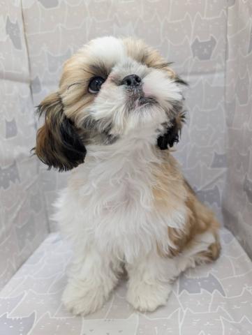 富山県のシーズー (ペットアミ宮野店/2025年9月20日生まれ/男の子/ホワイトゴールド)の子犬の1枚目の画像