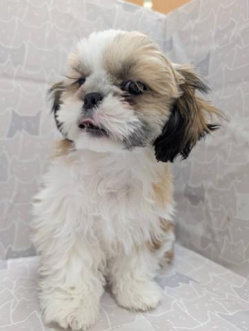 富山県のシーズー (ペットアミ宮野店/2025年9月20日生まれ/男の子/ホワイトゴールド)の子犬の2枚目の画像