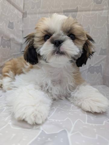 富山県のシーズー (ペットアミ宮野店/2025年9月20日生まれ/男の子/ホワイトゴールド)の子犬の4枚目の画像