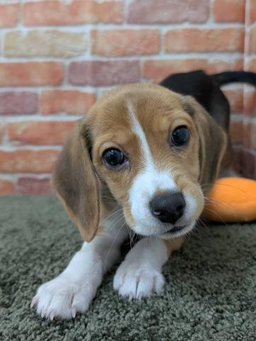 石川県のビーグル (ペットアミ 津幡店/2025年11月1日生まれ/女の子/ブラックホワイトタン)の子犬の1枚目の画像
