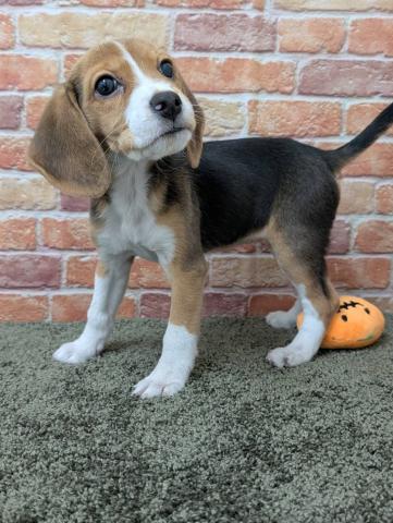 石川県のビーグル (ペットアミ 津幡店/2025年11月1日生まれ/女の子/ブラックホワイトタン)の子犬の2枚目の画像