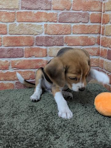 石川県のビーグル (ペットアミ 津幡店/2025年11月1日生まれ/女の子/ブラックホワイトタン)の子犬の3枚目の画像