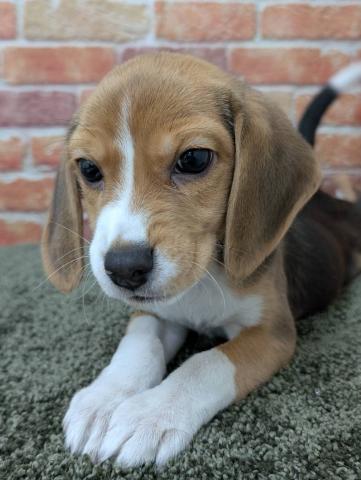 石川県のビーグル (ペットアミ 津幡店/2025年11月1日生まれ/女の子/ブラックホワイトタン)の子犬の4枚目の画像