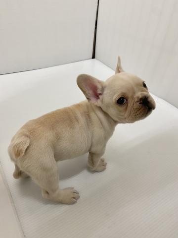 フレンチブルドッグ