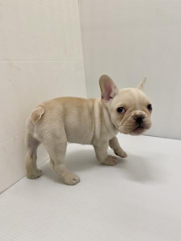 岩手県のフレンチブルドッグ (ペットアミ 北上店/2025年11月23日生まれ/女の子/クリーム)の子犬の3枚目の画像