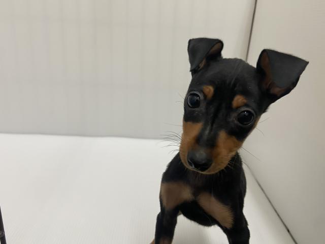 岩手県のミニチュアピンシャー (ペットアミ 北上店/2025年8月27日生まれ/男の子/ブラックタン)の子犬の1枚目の画像