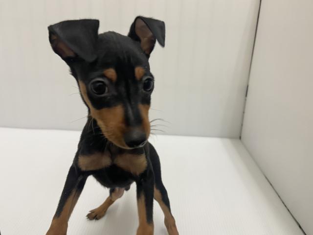 岩手県のミニチュアピンシャー (ペットアミ 北上店/2025年8月27日生まれ/男の子/ブラックタン)の子犬の2枚目の画像