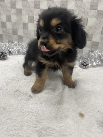 犬ハーフ（チワワ×ダックスロング）