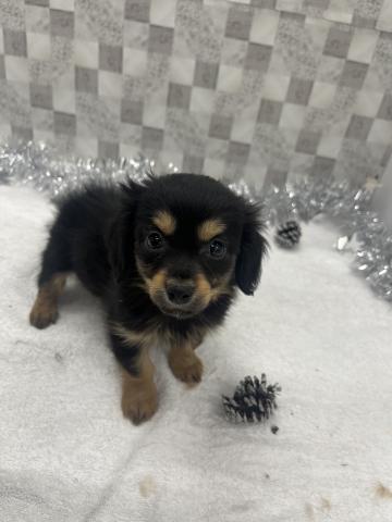 犬ハーフ（チワワ×ダックスロング）