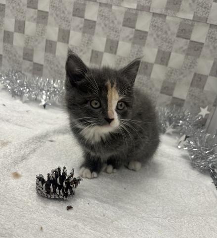 三重県のスコティッシュフォールド犬ハーフ（チワワ×ダックスロング） (ペットアミ 名張店/2025年11月30日生まれ/女の子/ダイリュートキャリコ)の子猫