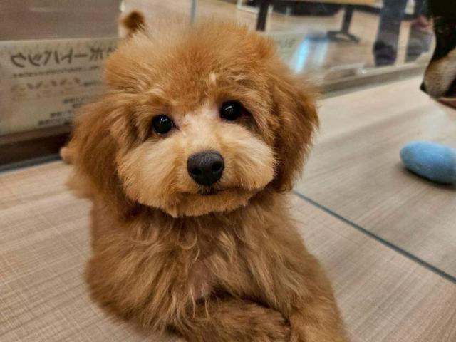 埼玉県のトイプードル(トイ) (ペッツワン 川島店/2025年9月28日生まれ/男の子/レッド)の子犬の1枚目の画像