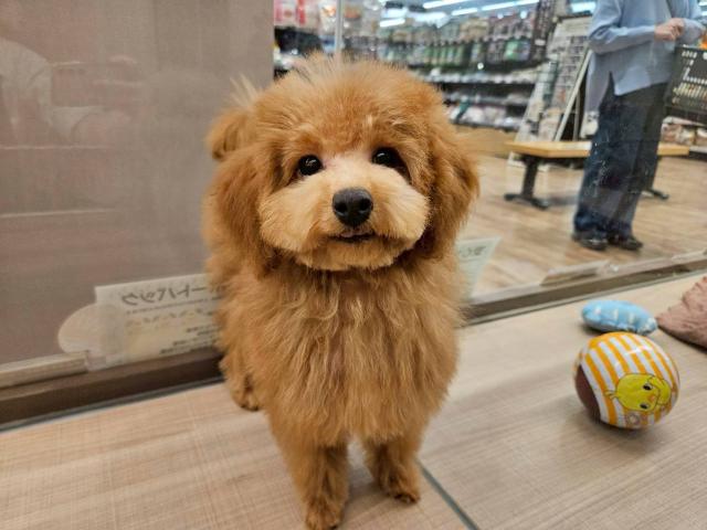 埼玉県のトイプードル(トイ) (ペッツワン 川島店/2025年9月28日生まれ/男の子/レッド)の子犬の2枚目の画像