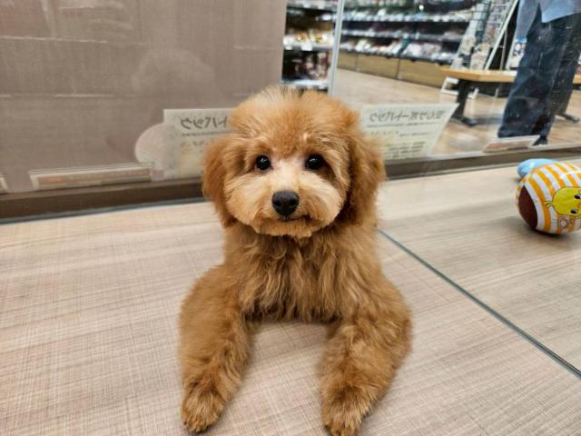 埼玉県のトイプードル(トイ) (ペッツワン 川島店/2025年9月28日生まれ/男の子/レッド)の子犬の3枚目の画像