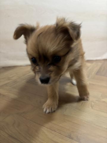 犬ハーフ(ポメラニアン×チワワ)