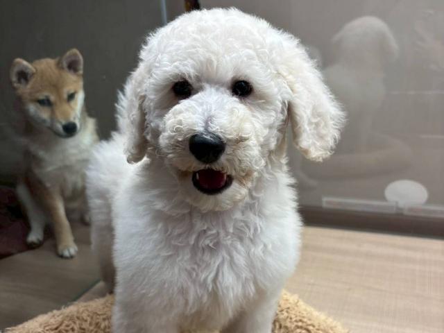 埼玉県のスタンダードプードル (ペッツワン 川島店/2025年11月20日生まれ/女の子/ホワイト)の子犬の1枚目の画像