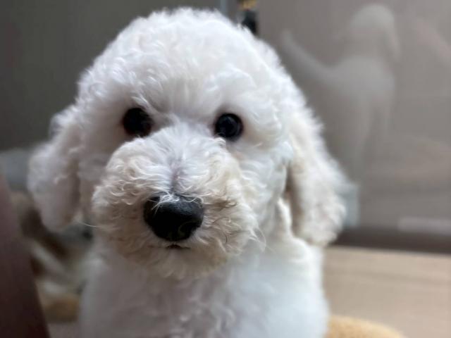 埼玉県のスタンダードプードル (ペッツワン 川島店/2025年11月20日生まれ/女の子/ホワイト)の子犬の2枚目の画像