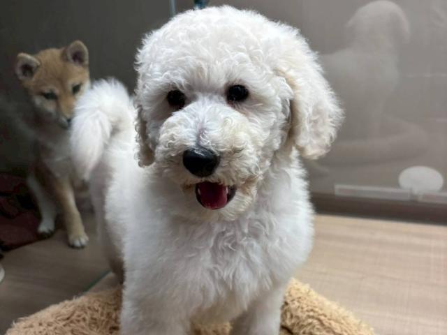 埼玉県のスタンダードプードル (ペッツワン 川島店/2025年11月20日生まれ/女の子/ホワイト)の子犬の3枚目の画像