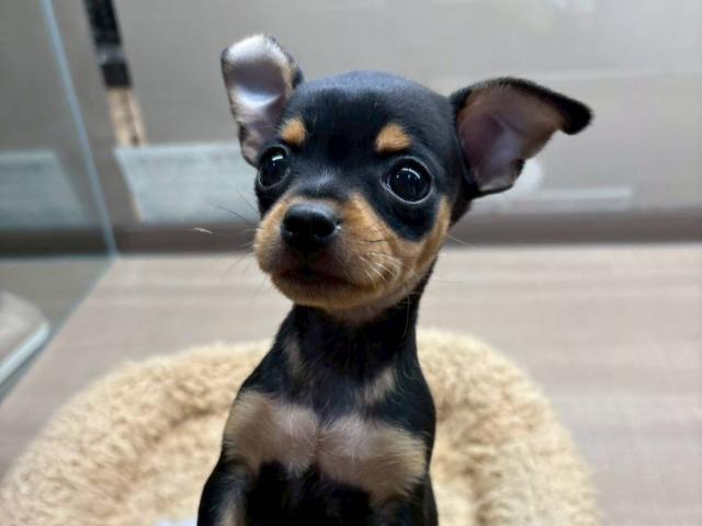 埼玉県のチワピン(チワワ×ミニチュアピンシャー) (ペッツワン 川島店/2025年11月22日生まれ/女の子/ブラックタン)の子犬の1枚目の画像
