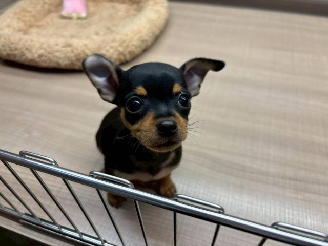 埼玉県のチワピン(チワワ×ミニチュアピンシャー) (ペッツワン 川島店/2025年11月22日生まれ/女の子/ブラックタン)の子犬の2枚目の画像