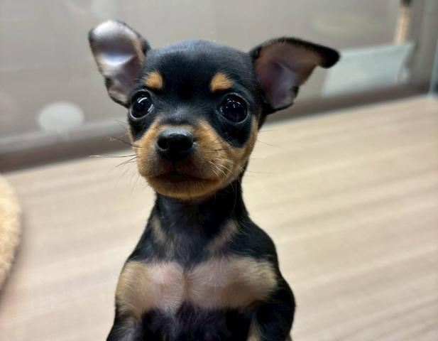 埼玉県のチワピン(チワワ×ミニチュアピンシャー) (ペッツワン 川島店/2025年11月22日生まれ/女の子/ブラックタン)の子犬の3枚目の画像
