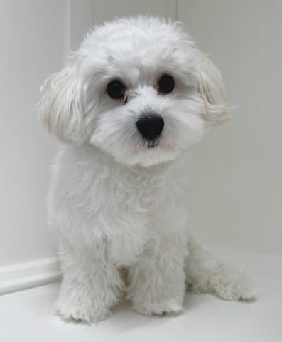 新潟県のハーフ犬・ミックス犬 (ペットアミ 三条四日町店/2025年6月13日生まれ/男の子/クリーム)の子犬の2枚目の画像