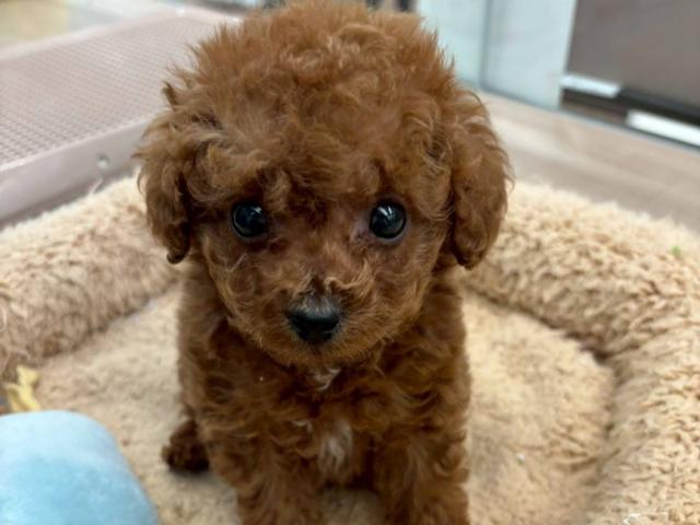 埼玉県のトイプードル(トイ) (ペッツワン 川島店/2025年10月31日生まれ/男の子/レッド)の子犬の1枚目の画像