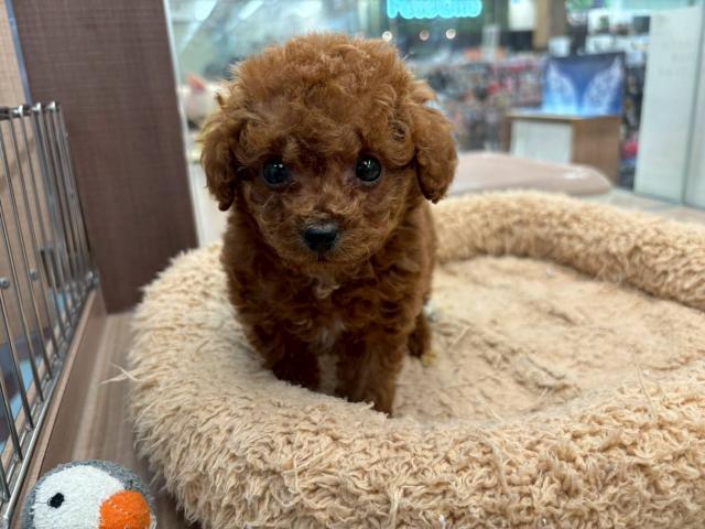 埼玉県のトイプードル(トイ) (ペッツワン 川島店/2025年10月31日生まれ/男の子/レッド)の子犬の3枚目の画像