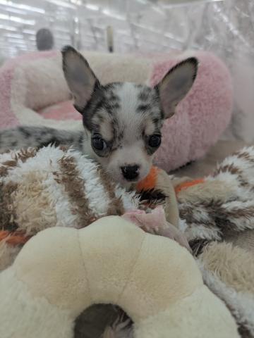 埼玉県のチワワ(スムース) (NICO PET 三郷店/2025年11月30日生まれ/男の子/ブルーマール)の子犬の1枚目の画像