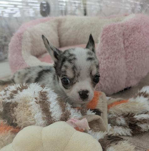 埼玉県のチワワ(スムース) (NICO PET 三郷店/2025年11月30日生まれ/男の子/ブルーマール)の子犬の2枚目の画像