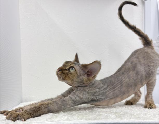 デボンレックス