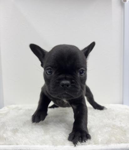 フレンチブルドッグ