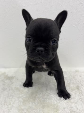 フレンチブルドッグ