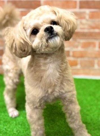 新潟県のペキプー(ペキニーズ×プードル) (ペットアミ 柏崎店/2026年2月2日生まれ/男の子/その他色)の子犬の4枚目の画像