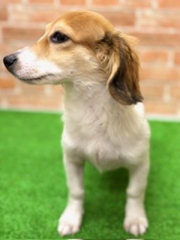 新潟県のハーフ犬・ミックス犬 (ペットアミ 柏崎店/2026年8月19日生まれ/男の子/ホワイトブラウン)の子犬の2枚目の画像