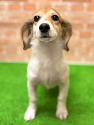 新潟県のハーフ犬・ミックス犬 (ペットアミ 柏崎店/2026年8月19日生まれ/男の子/ホワイトブラウン)の子犬の3枚目の画像