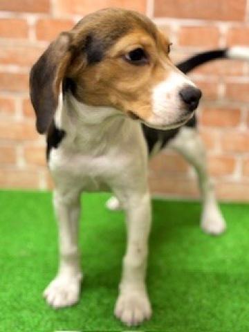 新潟県のビーグル (ペットアミ 柏崎店/2026年9月13日生まれ/男の子/ブラックホワイトタン)の子犬の3枚目の画像