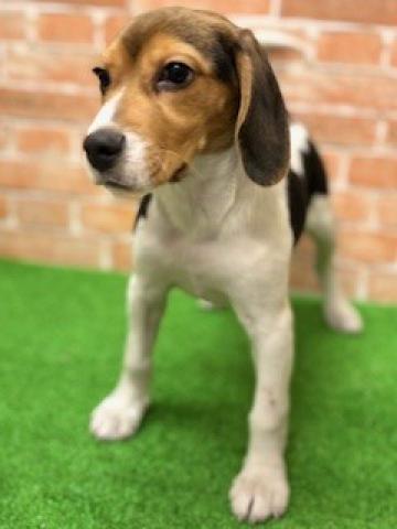 新潟県のビーグル (ペットアミ 柏崎店/2026年9月13日生まれ/男の子/ブラックホワイトタン)の子犬の4枚目の画像