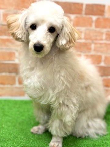 MIX（トイプードル×マルチーズ）