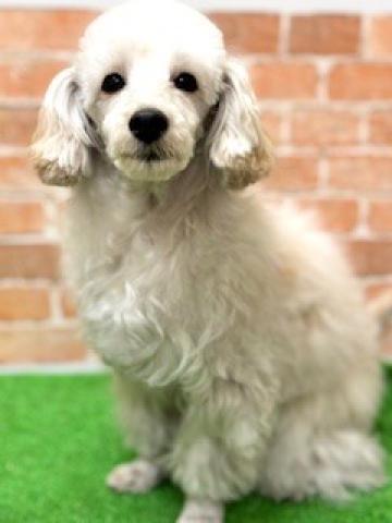 新潟県のマルプー(マルチーズ×プードル) (ペットアミ 柏崎店/2025年4月25日生まれ/男の子/アプリコット)の子犬の2枚目の画像