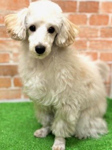 新潟県のマルプー(マルチーズ×プードル) (ペットアミ 柏崎店/2025年4月25日生まれ/男の子/アプリコット)の子犬の3枚目の画像