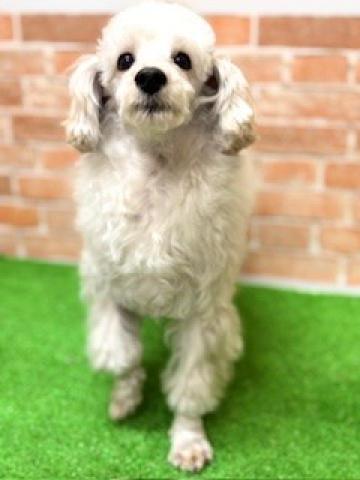 新潟県のマルプー(マルチーズ×プードル) (ペットアミ 柏崎店/2025年4月25日生まれ/男の子/アプリコット)の子犬の4枚目の画像