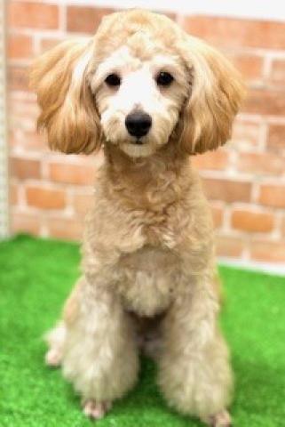 MIX(トイプードル×マルプー)